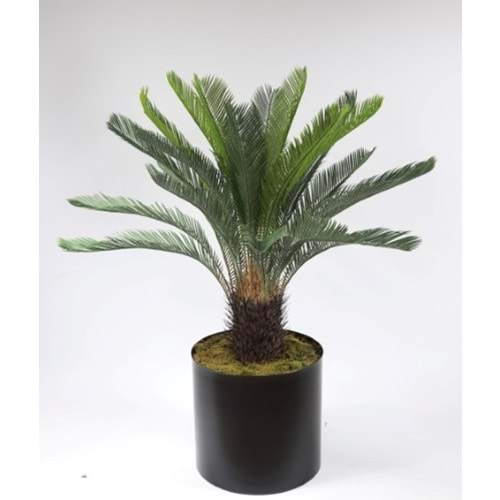 CYCAS 110 CM