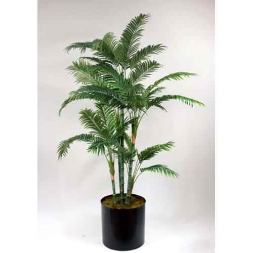AREKA PALM 180 CM