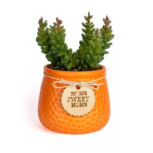 TANZİM SUCCULENT MİNİ