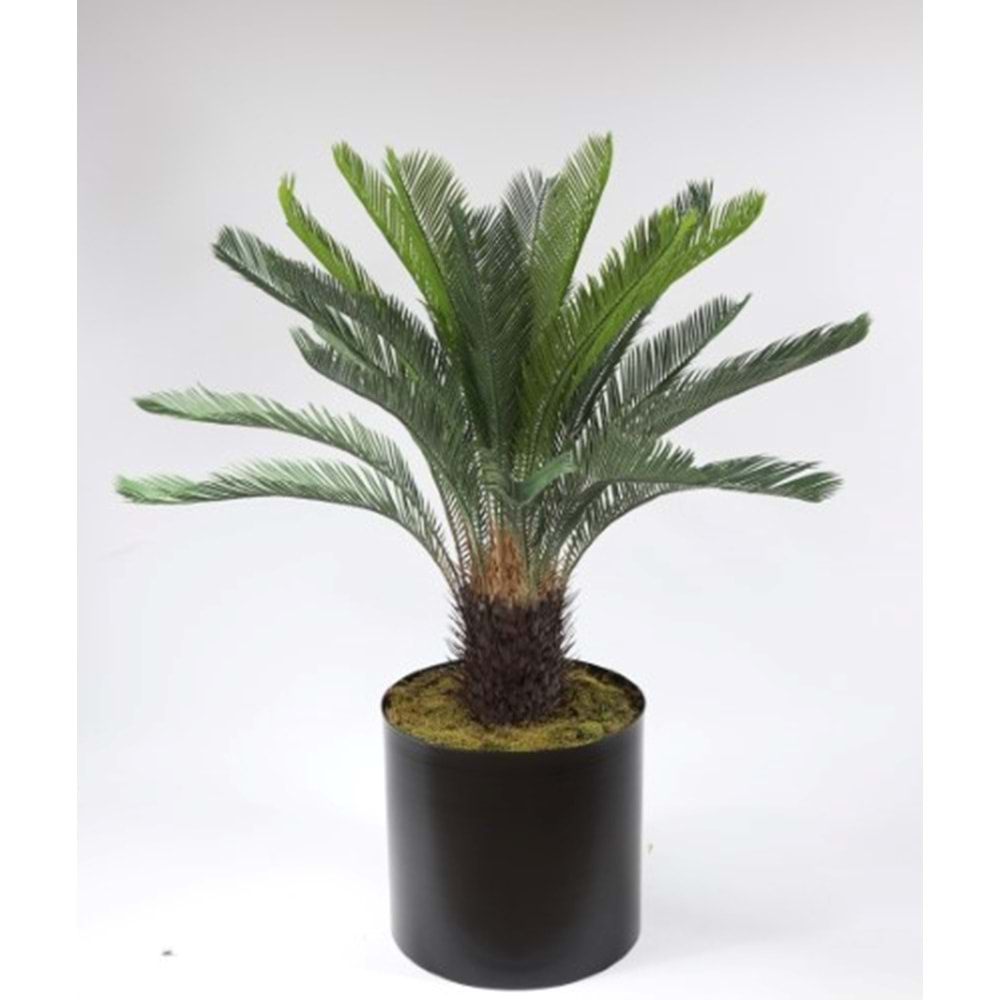 CYCAS 110 CM