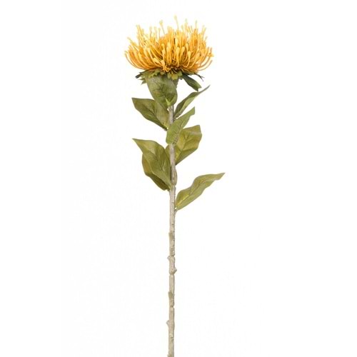 PROTEA TEK DAL SARI