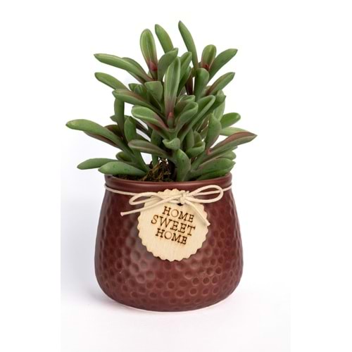 MİNİ SUCCULENT TANZİM